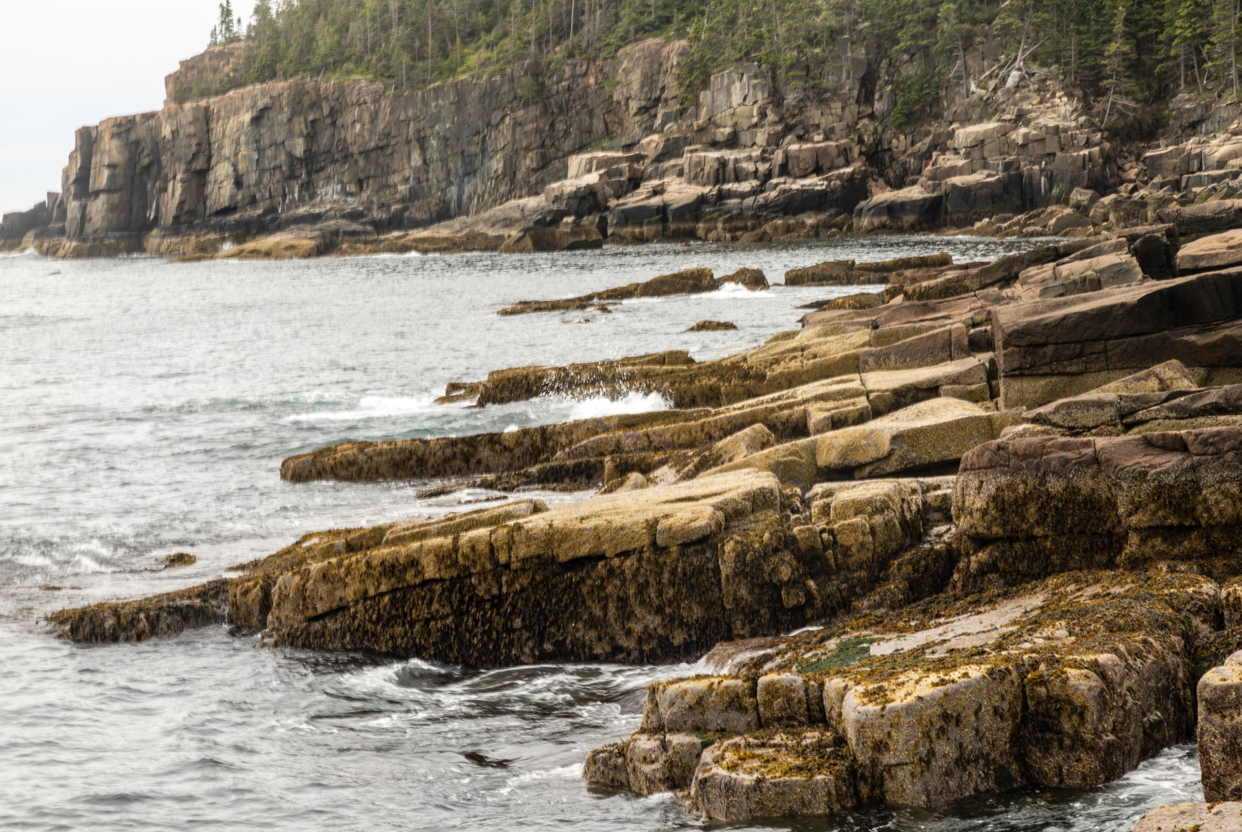 Arcadia NP June 2024